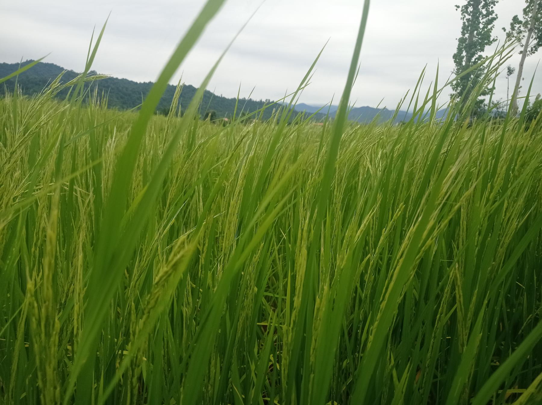 مزارع برنج هاشمی استان گیلان شهرستان تالش