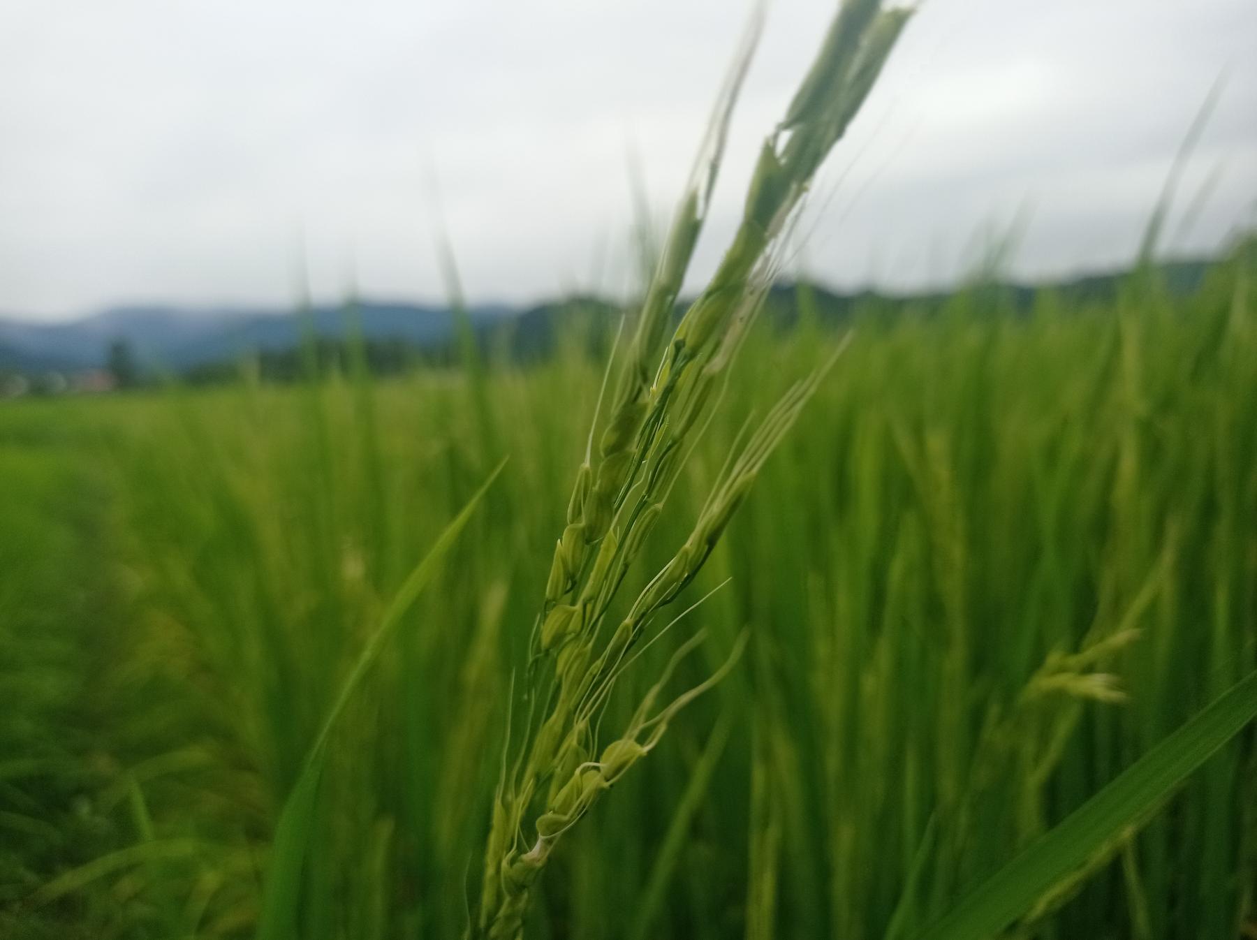 یک خوشه برنج هاشمی در مزارع زیبای تالش