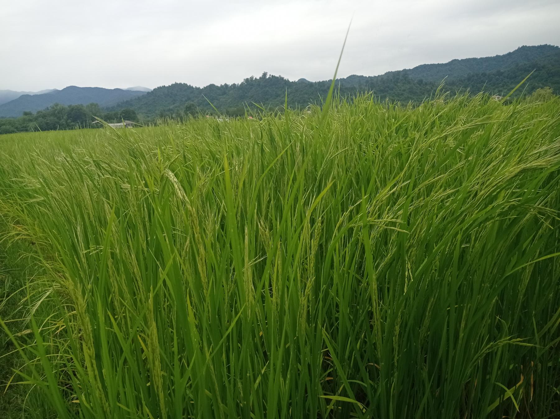 مزارع برنج هاشمی گیلان در ابتدای خوشه دهی