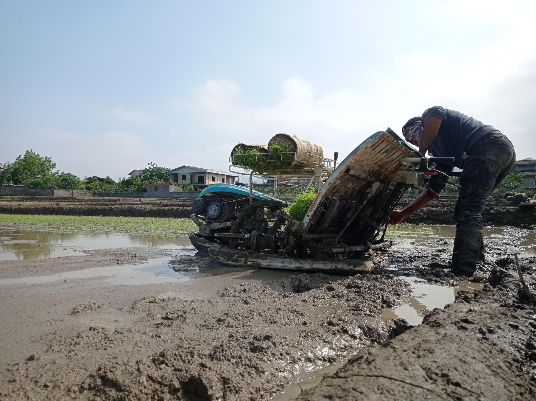 کشاورزان شالی گستر در حال نشا برنج با دستگاه ماشین نشا 