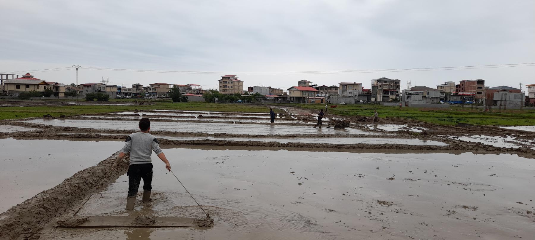 تولید برنج هاشمی شالی گستر در تالش تولید برنج هاشمی شالی گستر در تالش