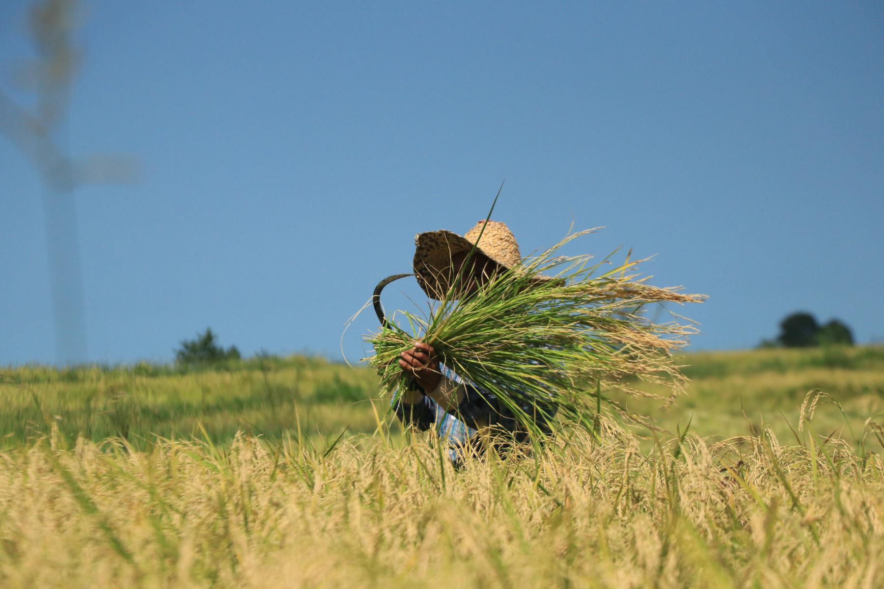 تولید برنج ایرانی ما به صورت سنتی 