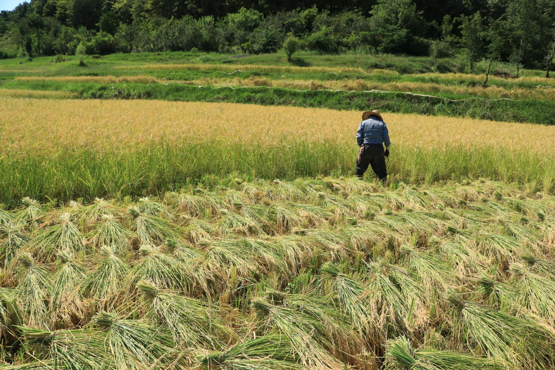 تولید برنج ایرانی ما به صورت سنتی 