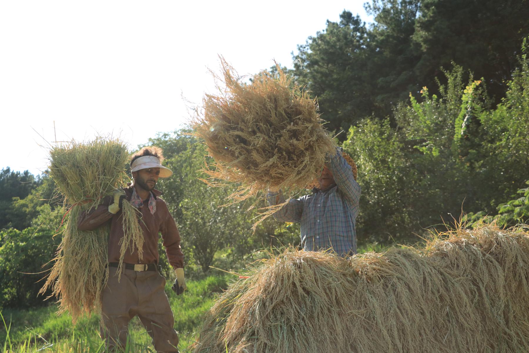 تولید برنج ایرانی ما به صورت سنتی 