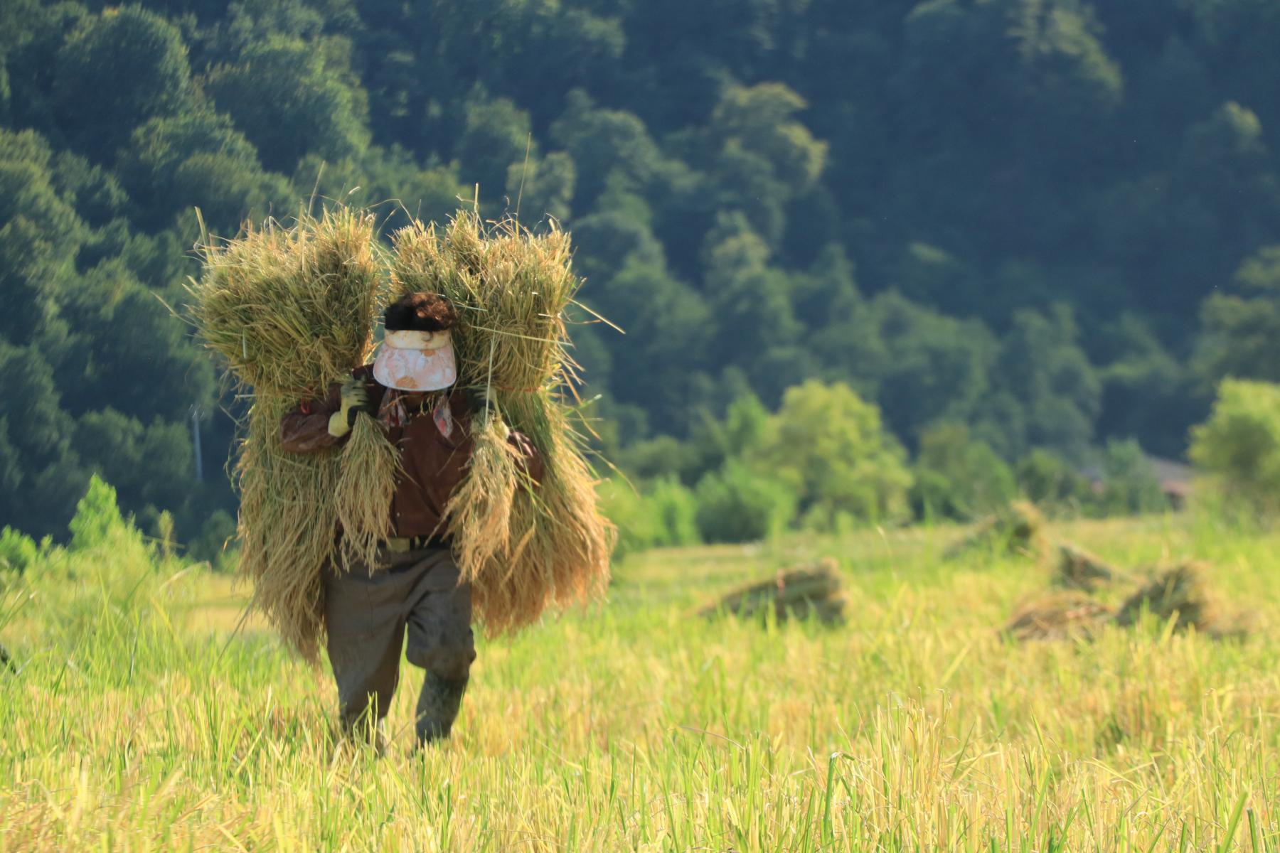 تولید سنتی برنج شالی گستر