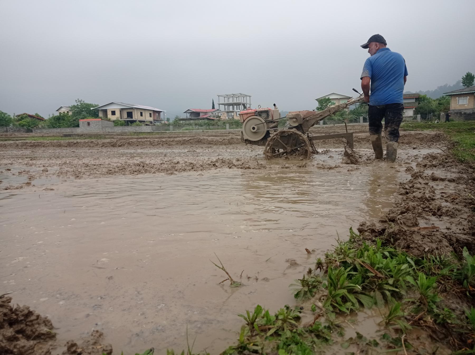 تصاویر کاشت برنج تصاویر کاشت برنج