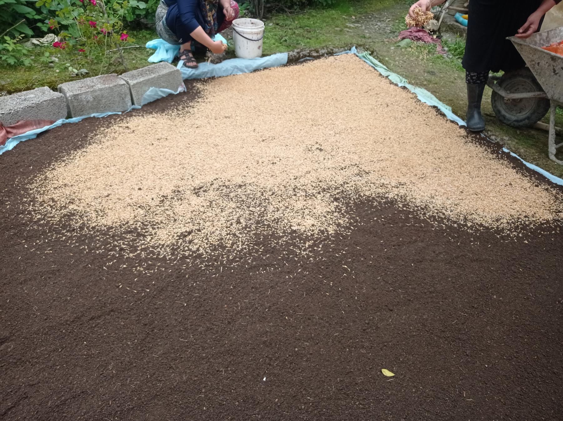 تولید برنج هاشمی شالی گستر در تالش کاشت برنج هاشمی شالی گستر در تالش