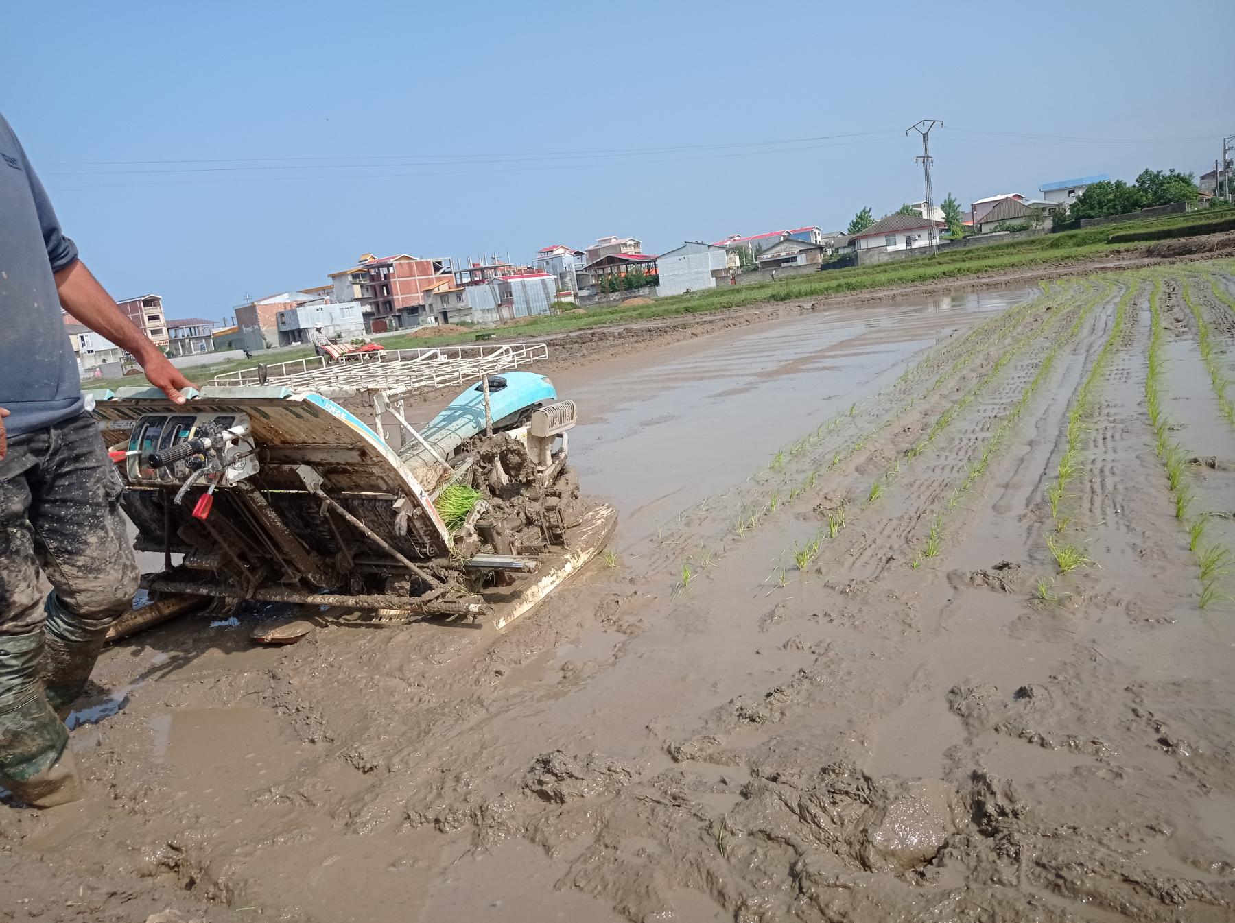 تولید برنج هاشمی شالی گستر در تالش تولید برنج هاشمی شالی گستر در تالش