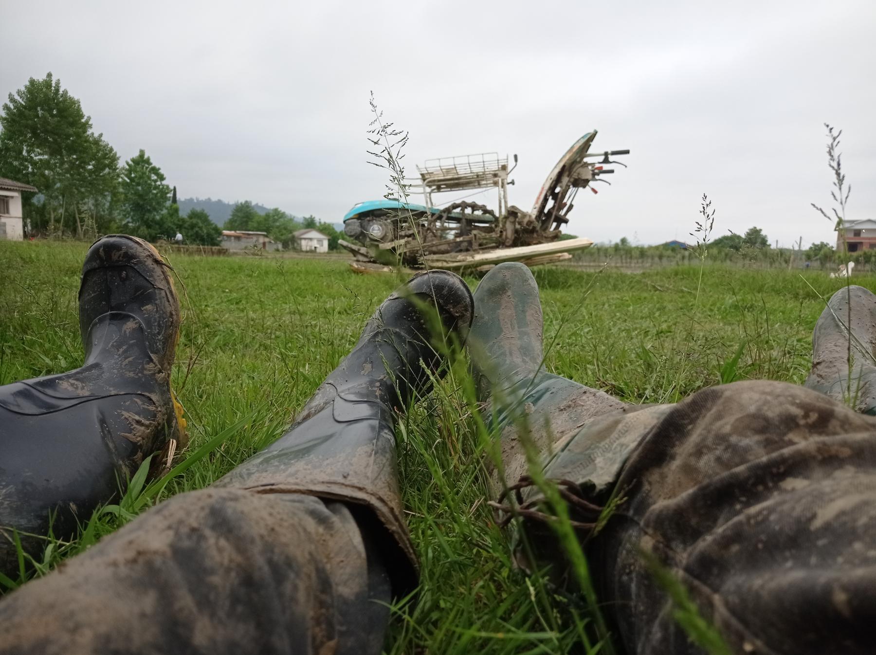 تولید برنج هاشمی شالی گستر در تالش تولید برنج هاشمی شالی گستر در تالش