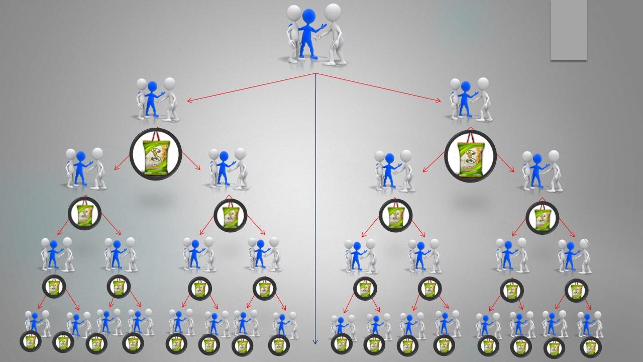 شبکه بازاریابی برنج شالی گستر