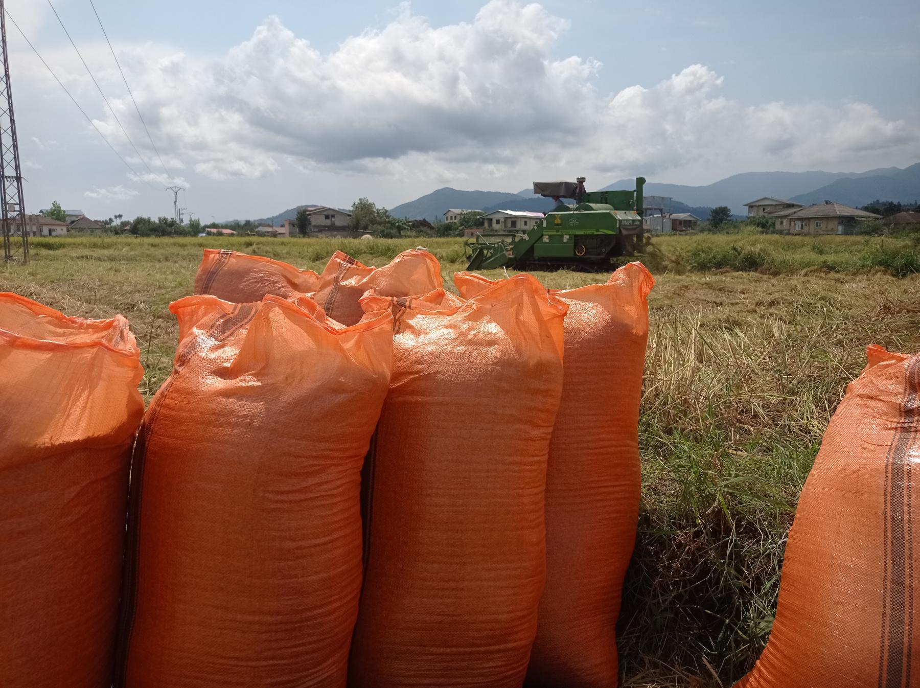  برداشت برنج سرلاشه هاشمی گیلان در شهریور