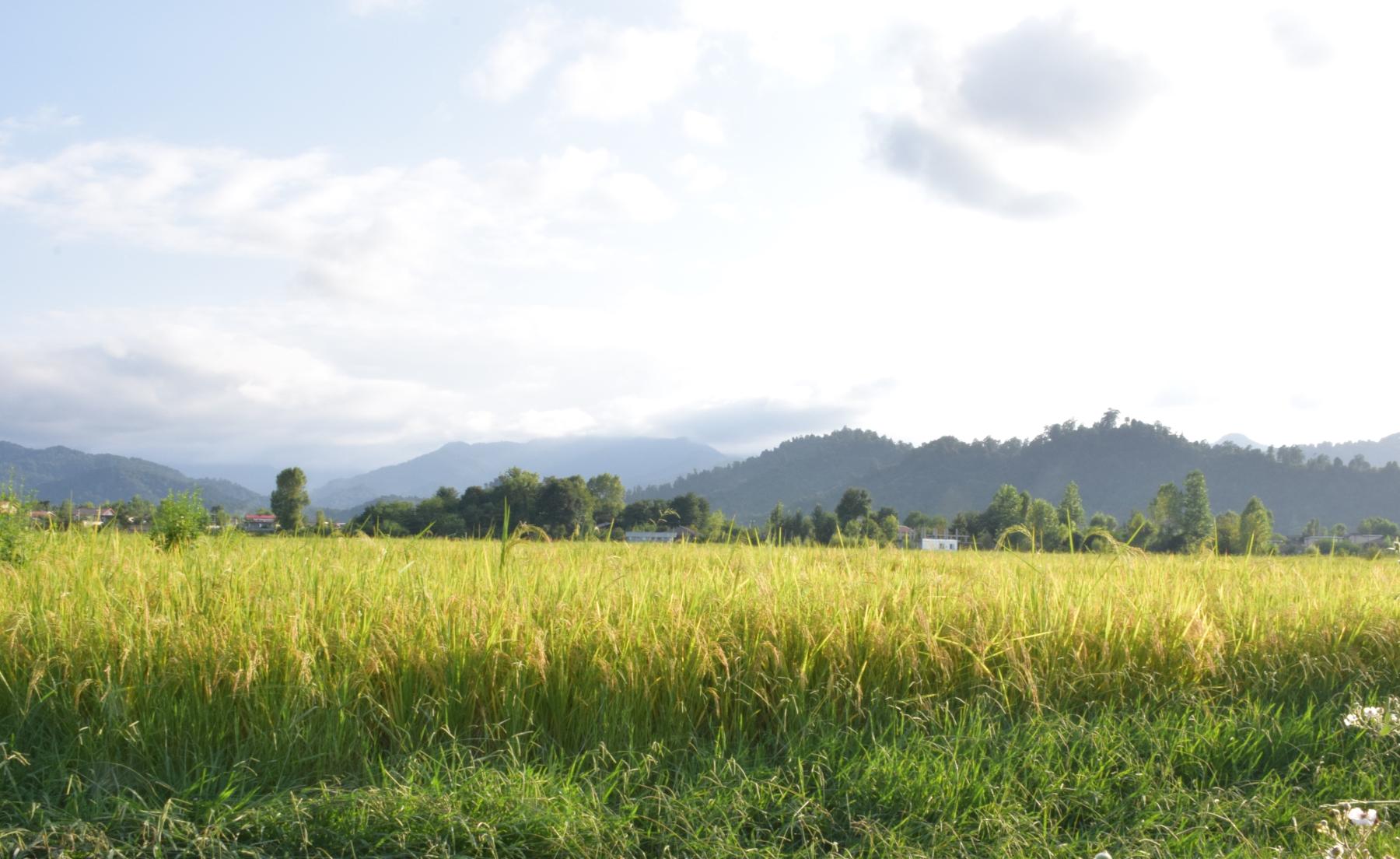 تصاویر مزارع برنج هاشمی درجه یک در تالش