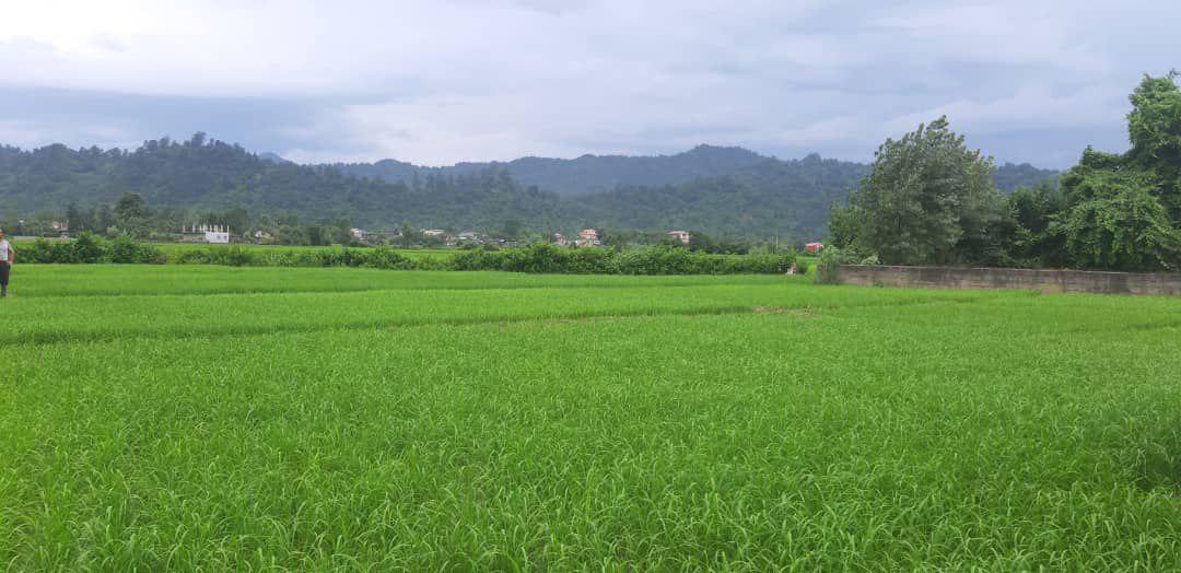 تصاویر مزارع برنج هاشمی درجه یک گیلان