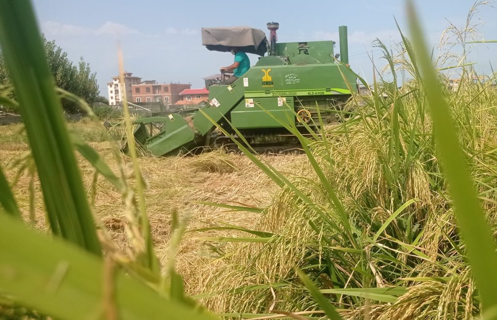 خرید برنج ایرانی