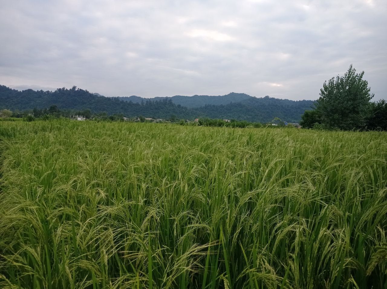 برمزارع برنج شالی گستر عطراگین شهرستان تالش