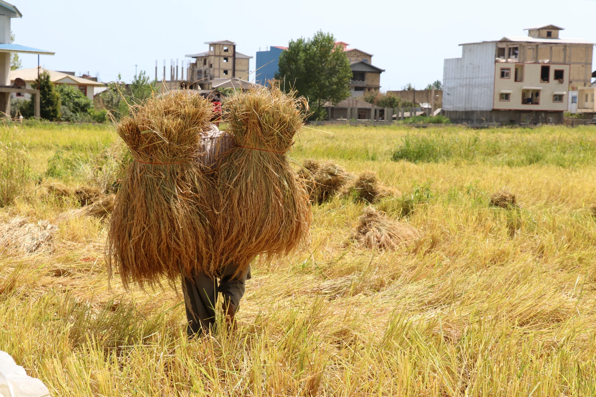 کشاورز شالی گستر عطراگین در حال برداشت سنتی برنج