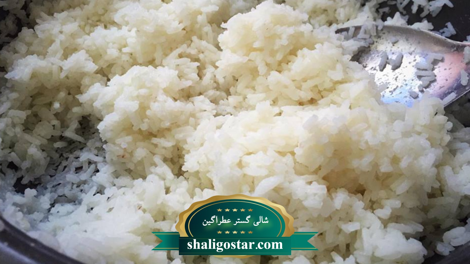 عکس برنج شفته شده