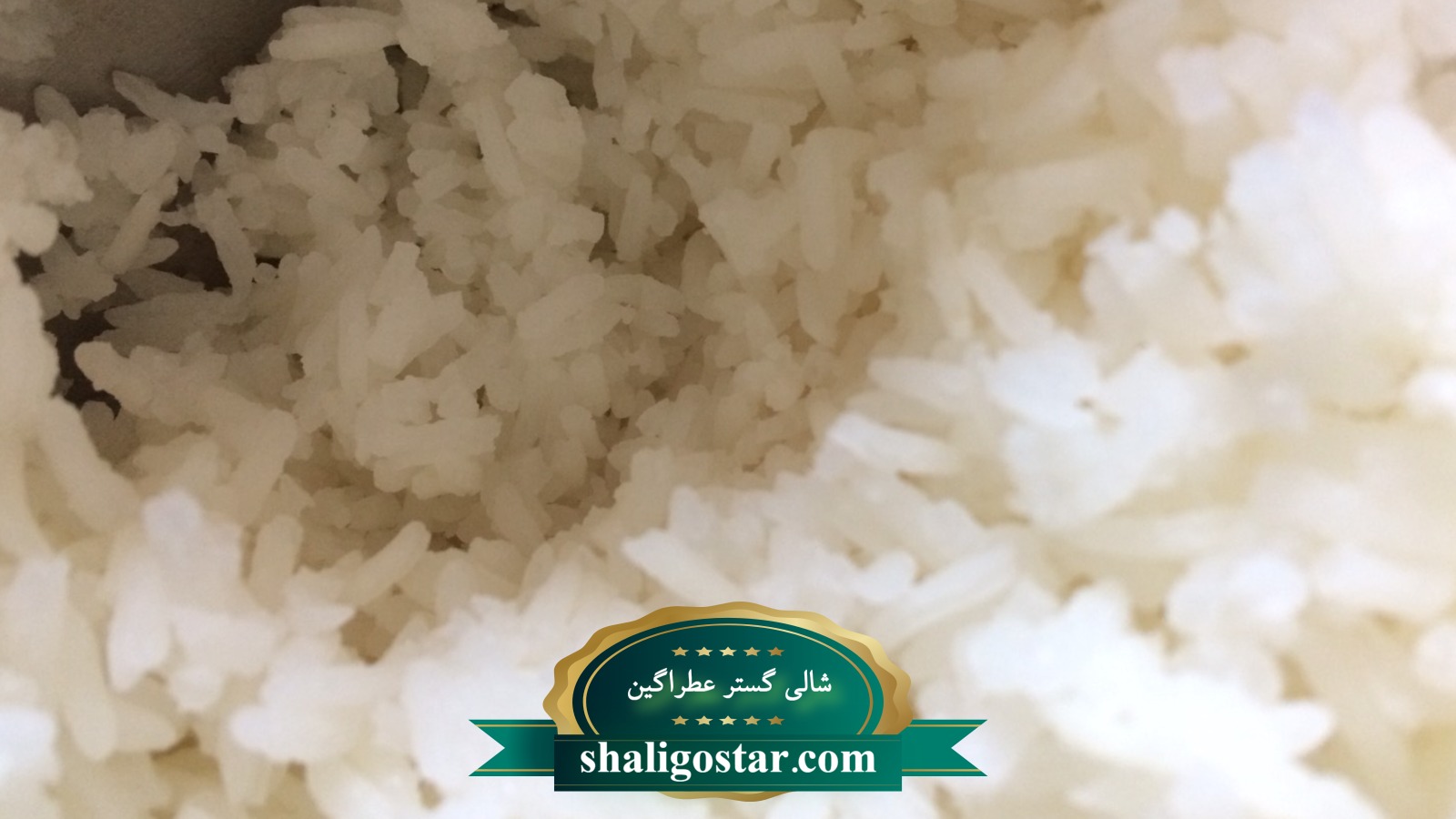 عکس برنج شفته شده