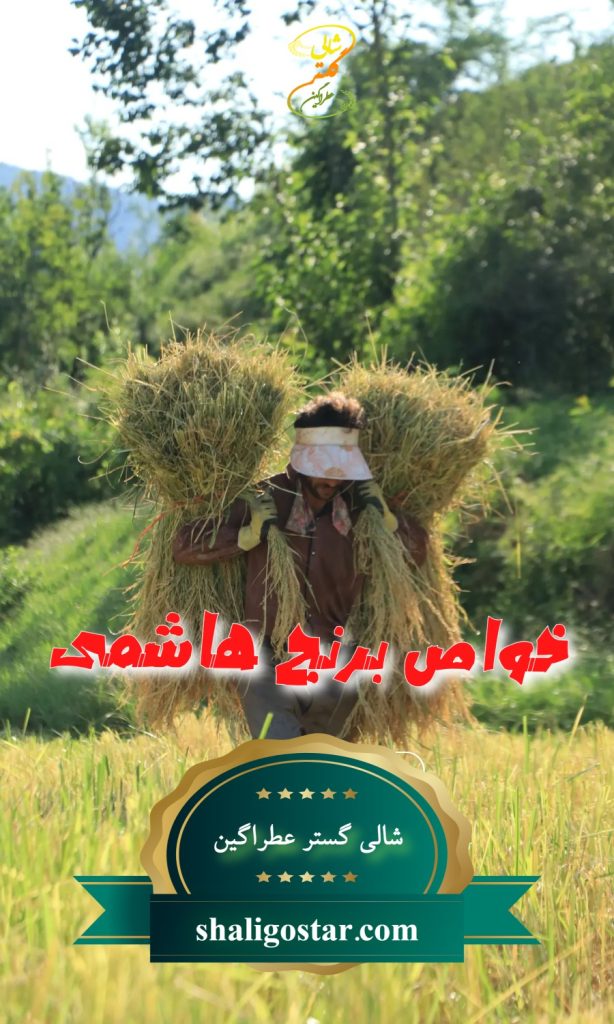 خواص برنج هاشمی