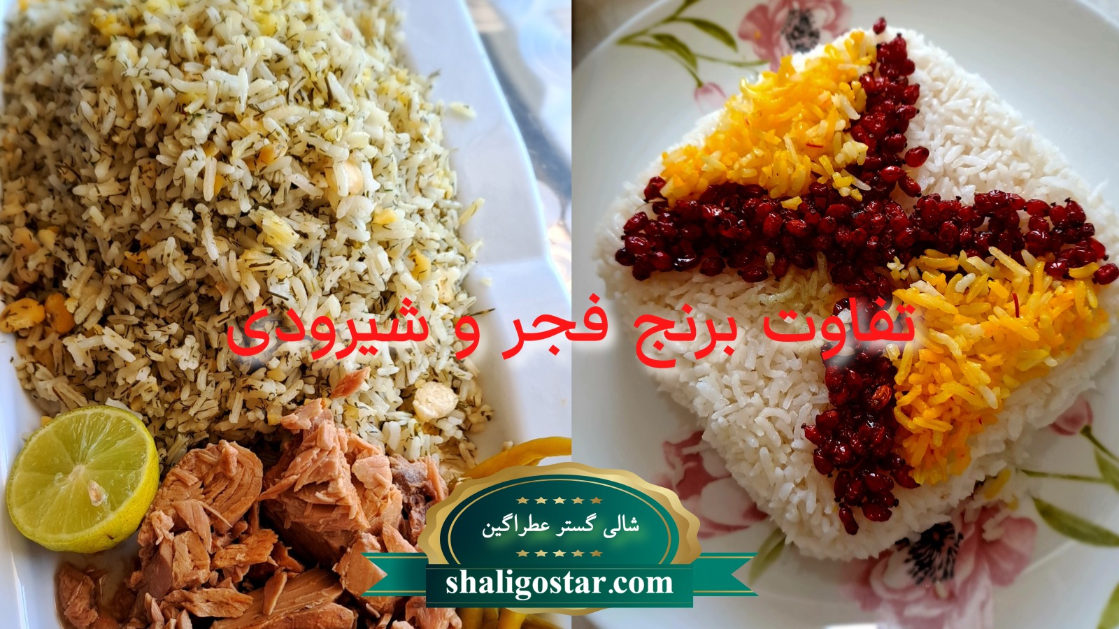 برنج فجر بهتر است یا شیرودی؟
