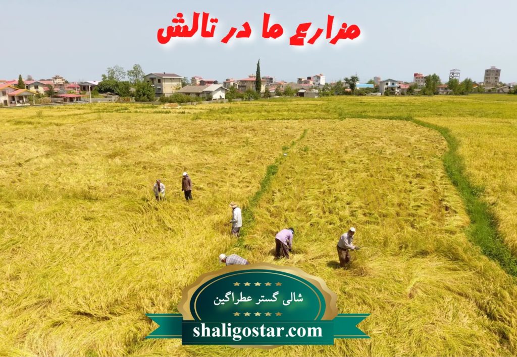 خرید برنج عمده از کارخانه