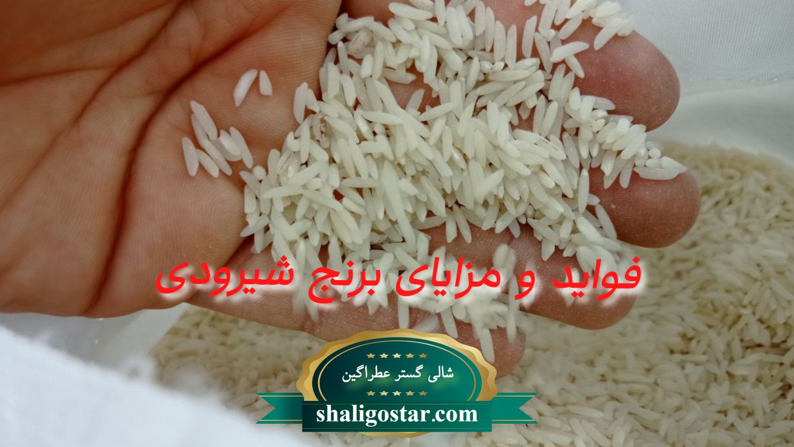 فواید و مزایای برنج شیرودی