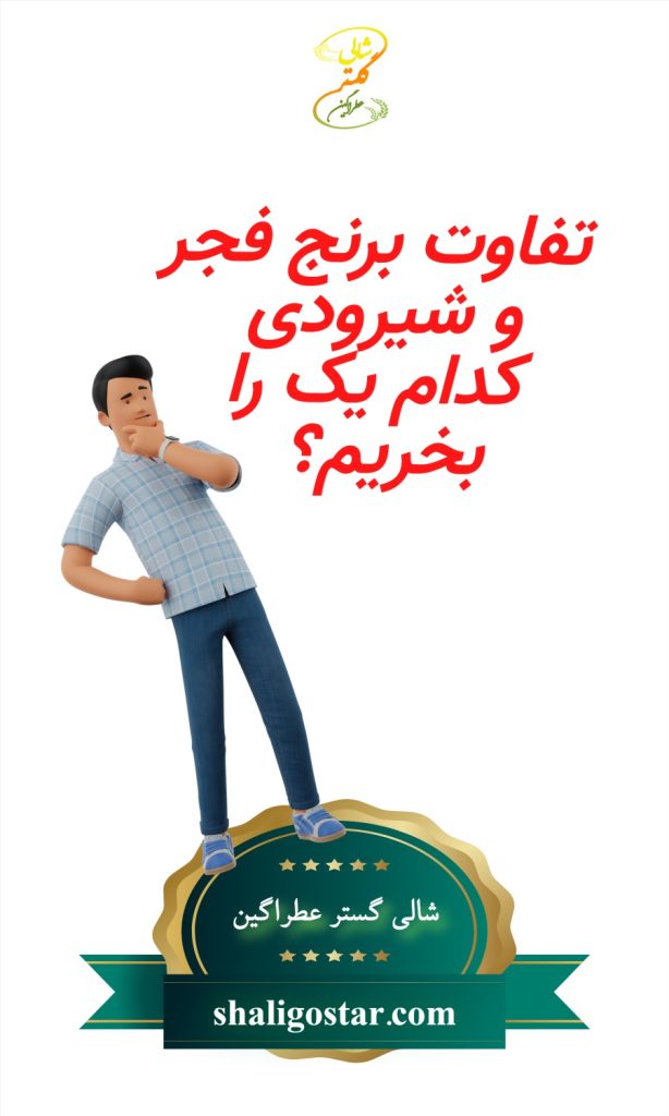 تفاوت برنج فجر و شیرودی