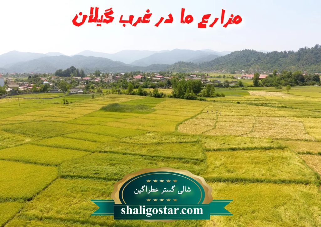 خرید برنج در کارخانه