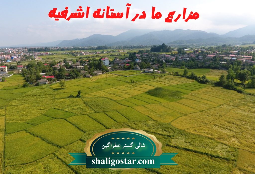 خرید برنج از کارخانه