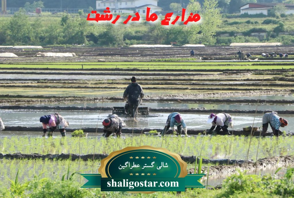 خرید برنج با تخفیف از کارخانه
