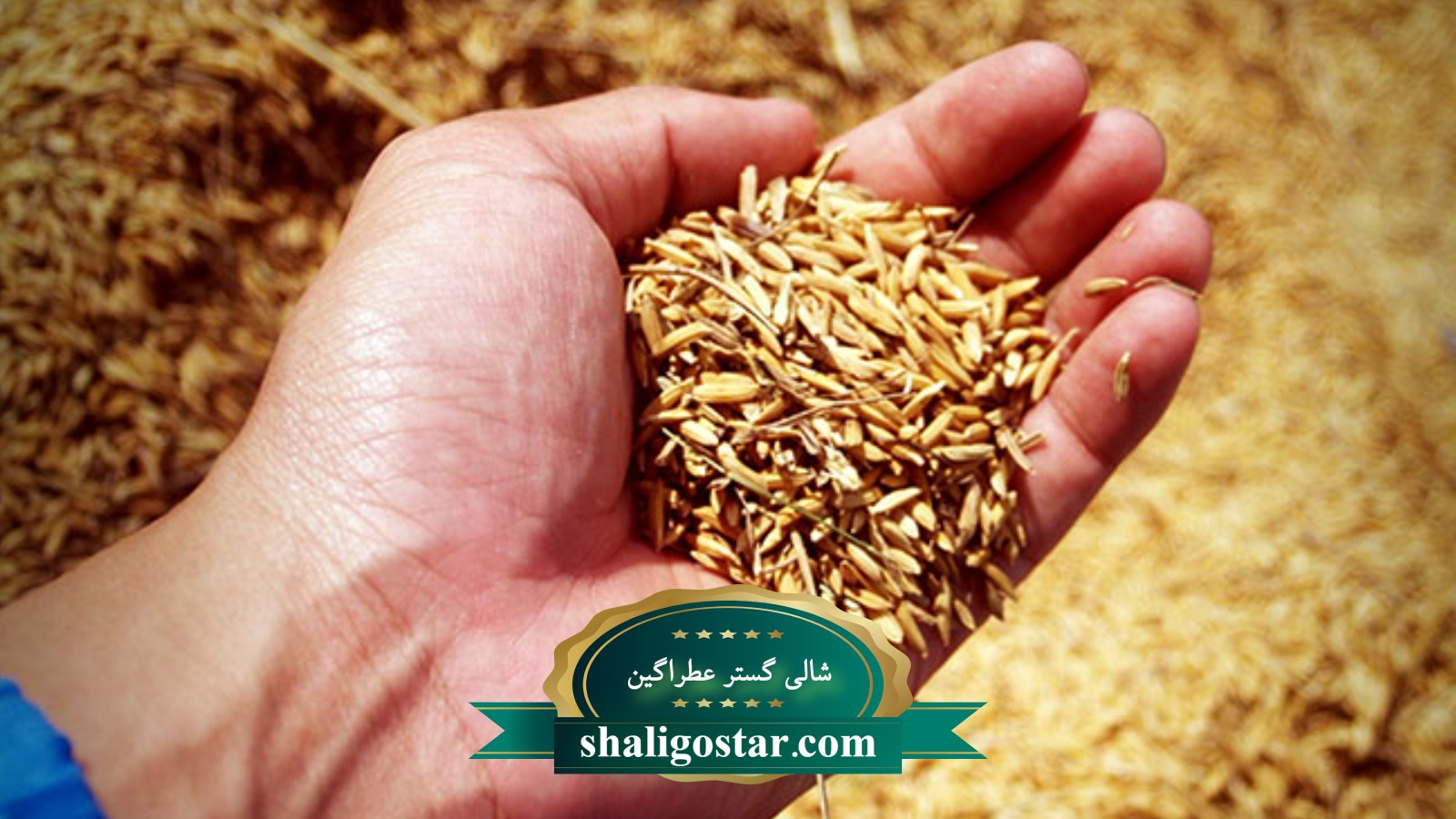 تصویر از گندوم اشیاب شده