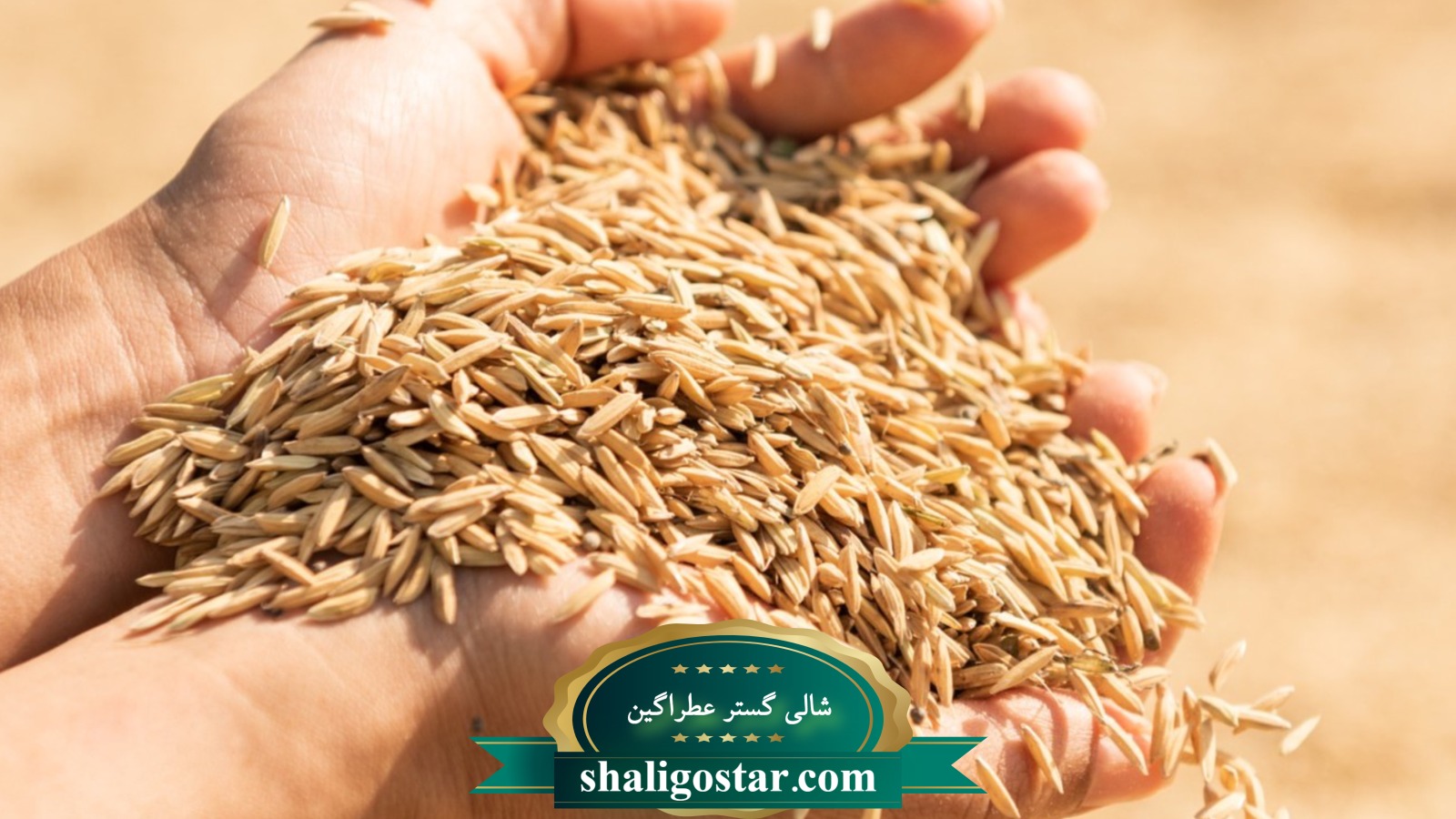 گندوم اسیاب نشده