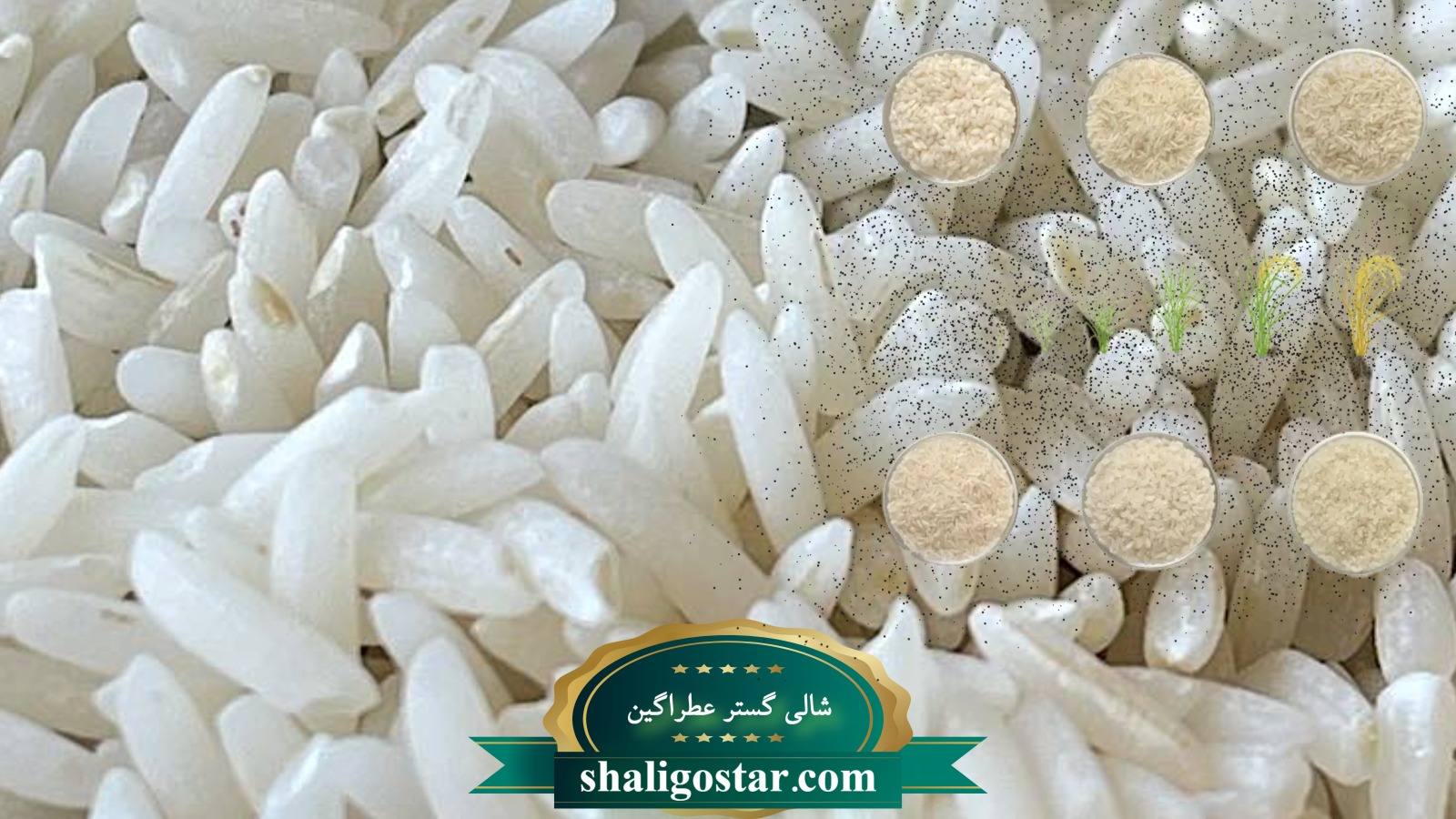 برنج تراریخته
