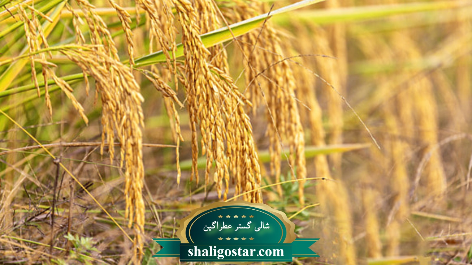 تصویری از گندوم اسیاب نشده