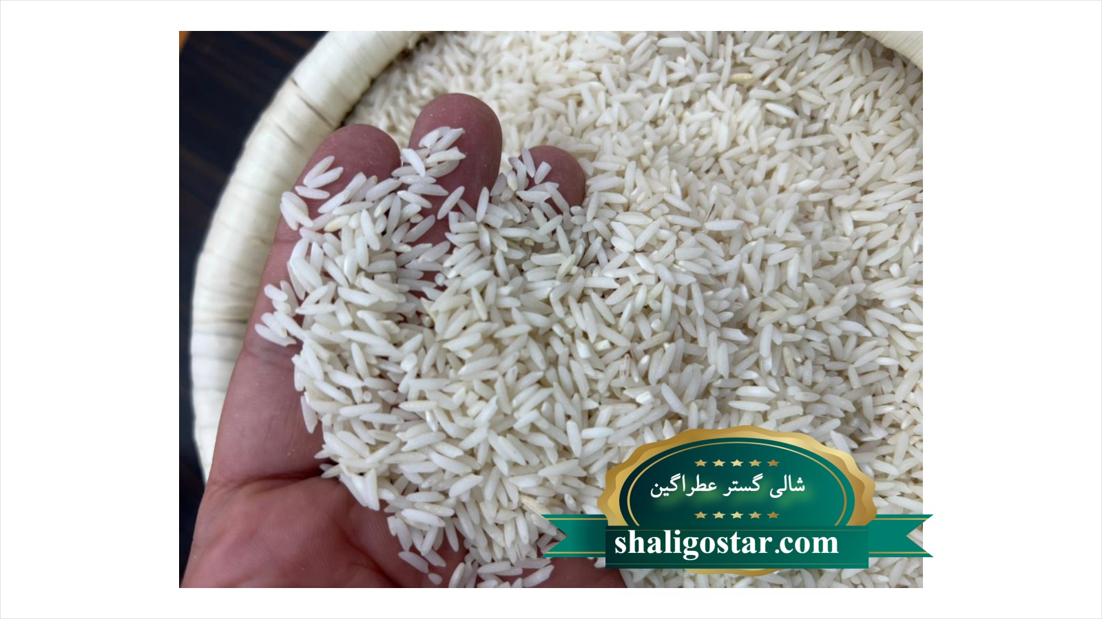 برنج فجر چیست و چه ویژگی های دارد