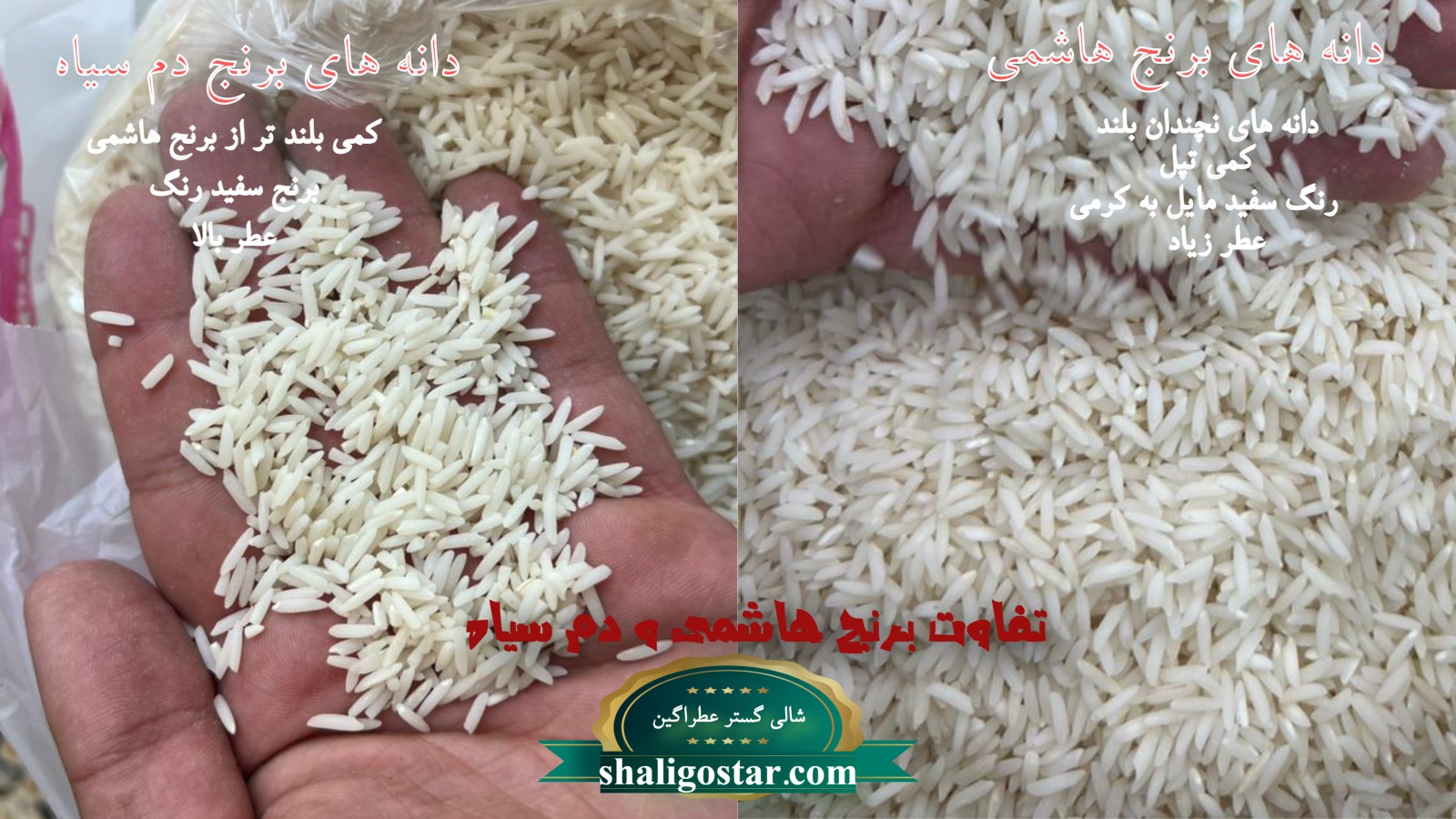 تفاوت ظاهری برنج هاشمی و برنج دم سیاه 