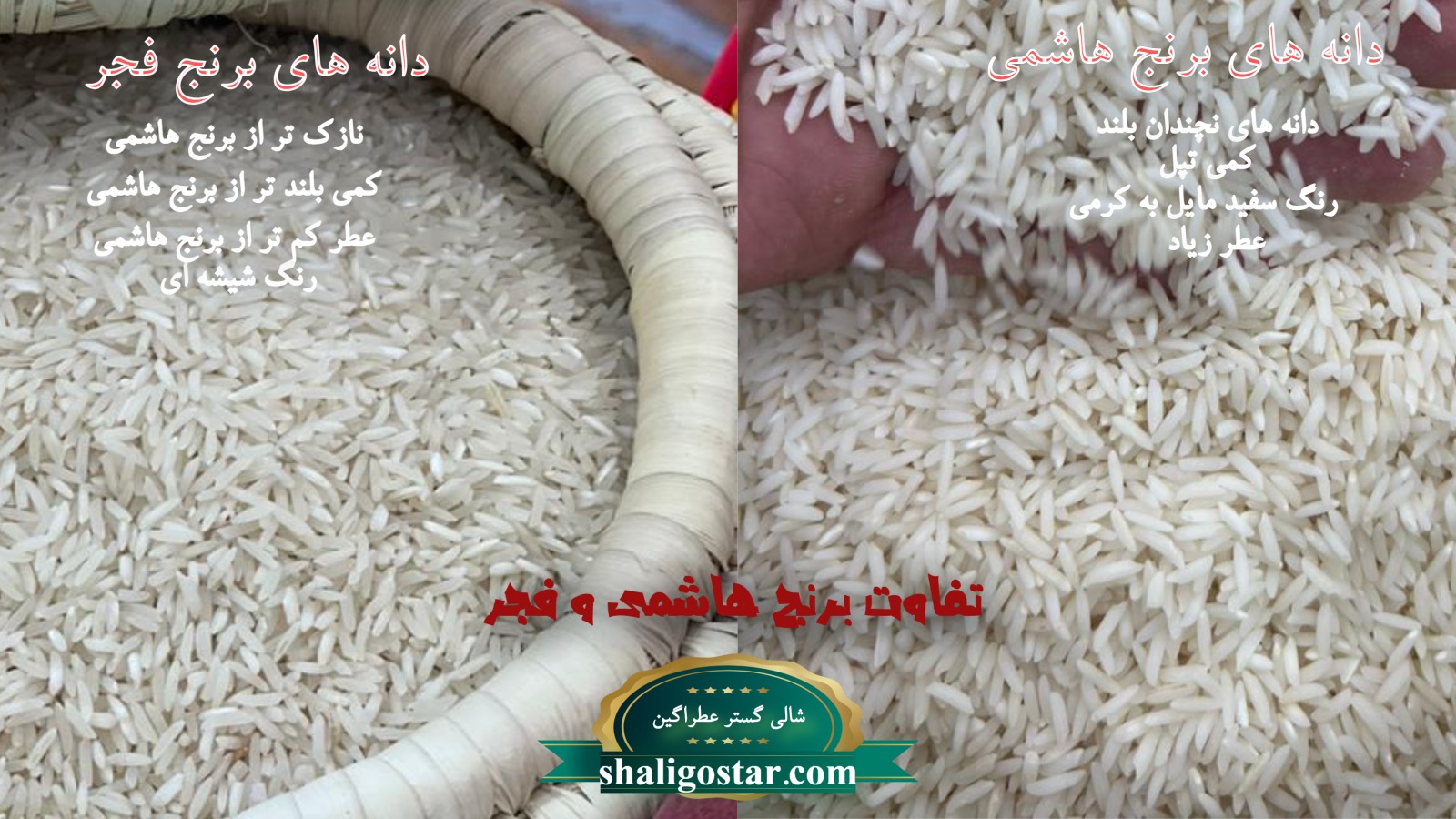 تفاوت ظاهری برنج هاشمی و برنج فجر
