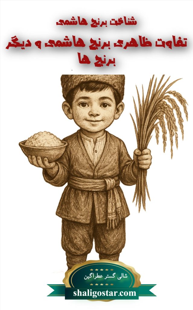 شناخت برنج هاشمی گیلان