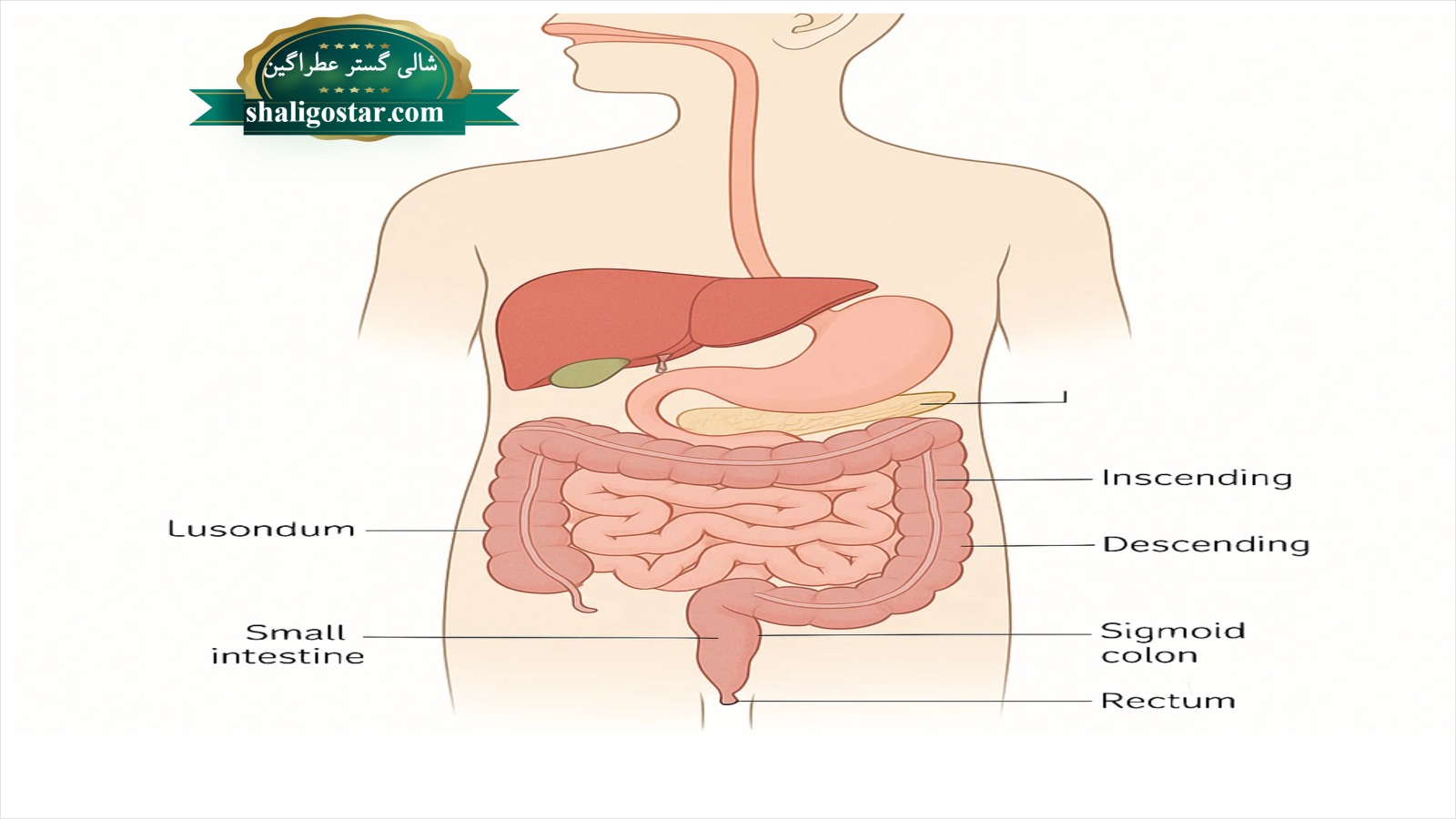 تاثیر برنج بر دستگاه گوارش انسان 11 تاثیر برنج بر معده و روده