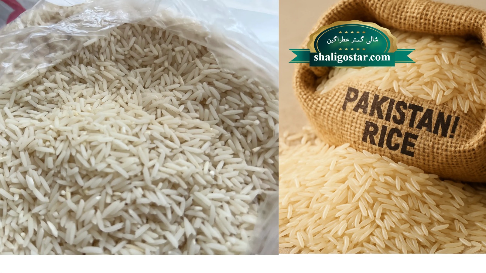 چگونه برنج فجر را از برنج پاکستانی تشخیص دهیم 28 تفاوت برنج فجر با برنج پاکستانی