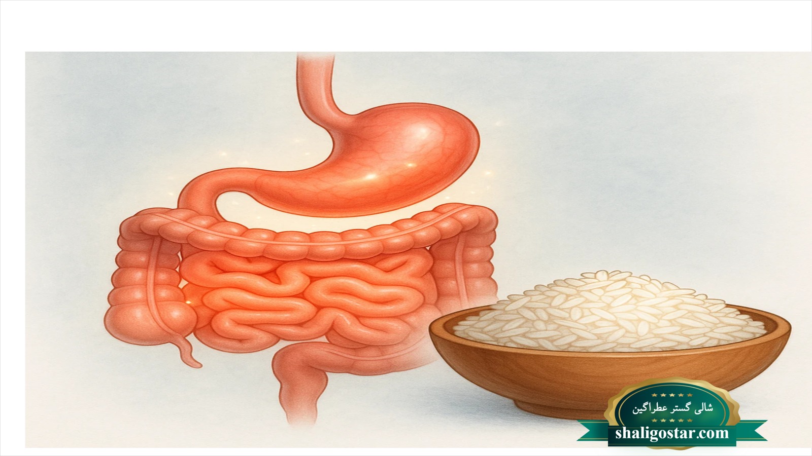تاثیر برنج بر دستگاه گوارش انسان 6 دستگاه گوارش و تأثیر برنج بر عملکرد آن