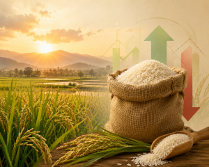 چرا قیمت برنج ایرانی هر سال تغییر می‌کند؟