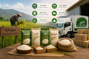 برنج تازه کی وارد بازار میشه