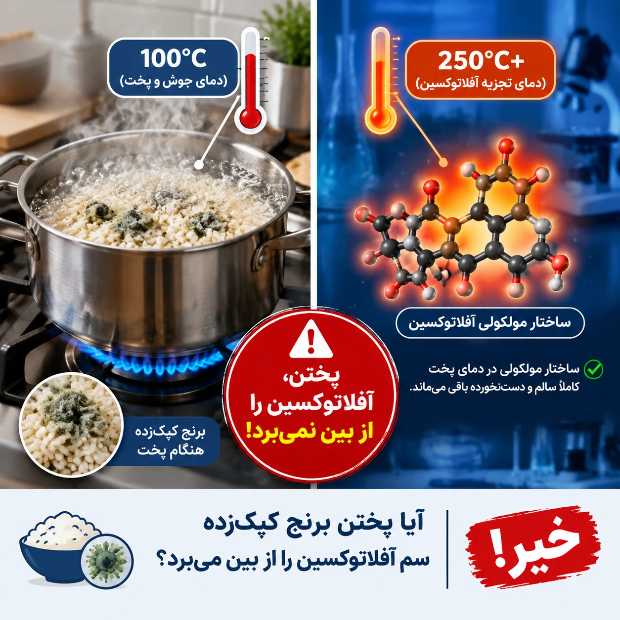 خطرات کپک زدن برنج و سم خطرناک آفلاتوکسین