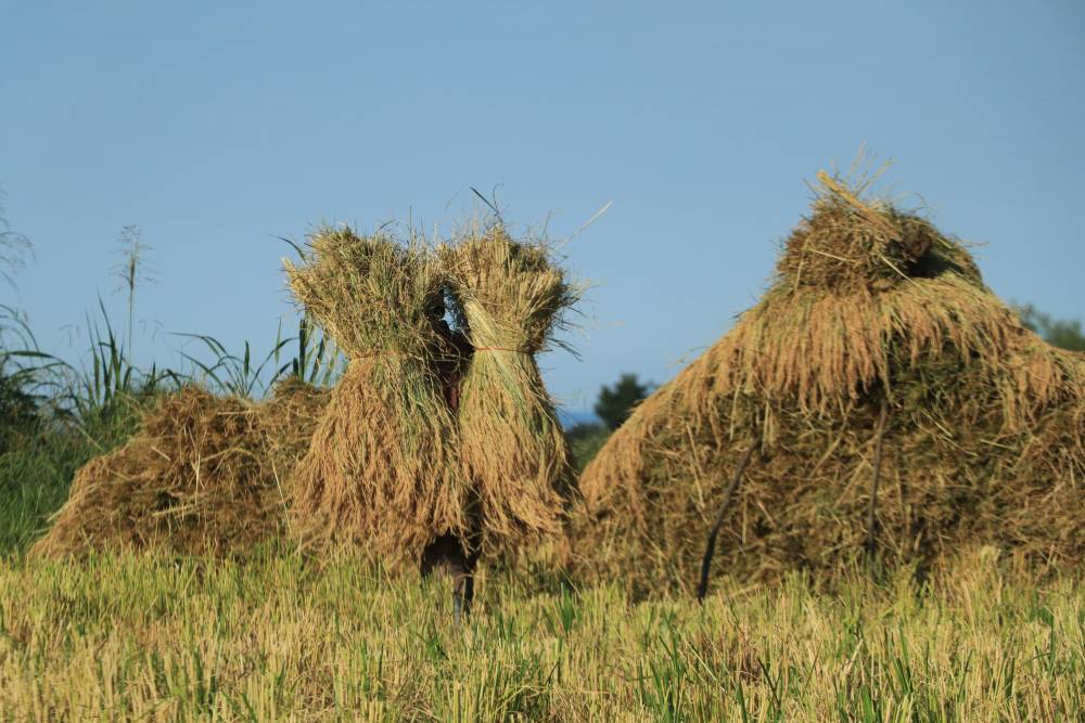 برنج باید سنتی کاشت بشه تا طعم اصالت بده | برداشت برنج ایرانی به صورت سنتی توسط کشاورزان شالی گستر عطرآگین