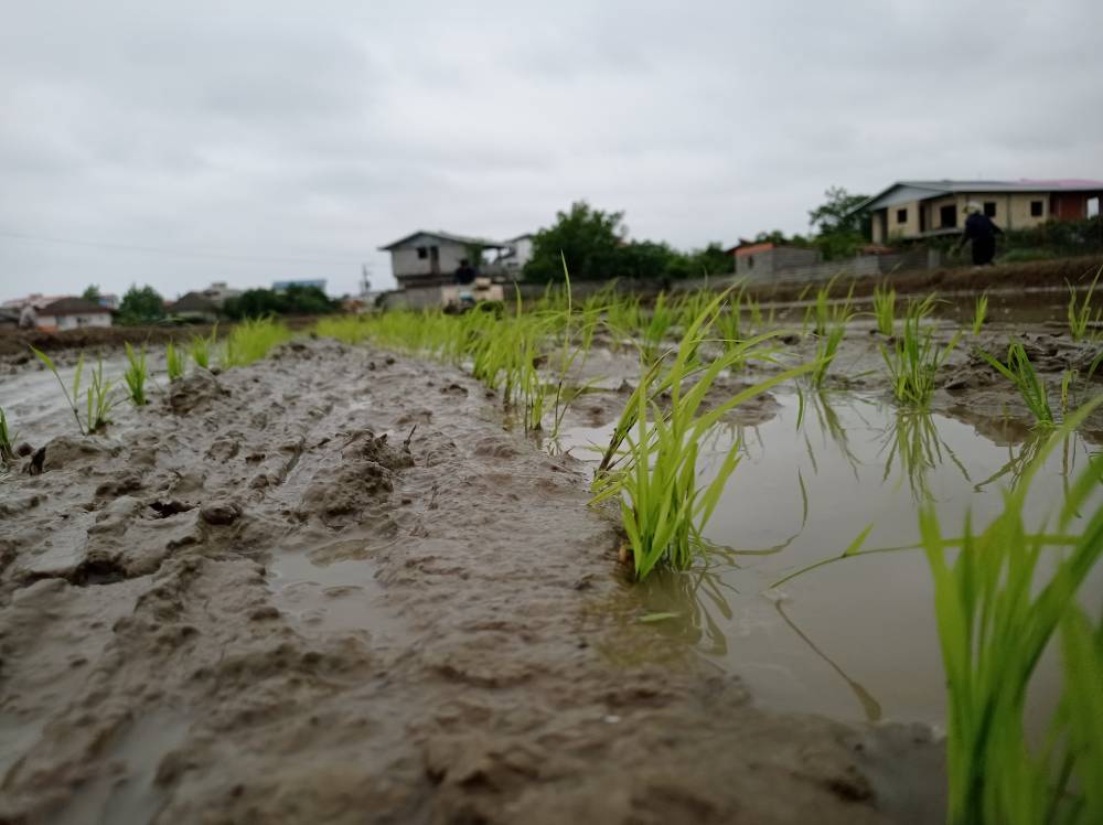 اتمام مرحله کاشت برنج مزارع شرکت شالی گستر عطراگین