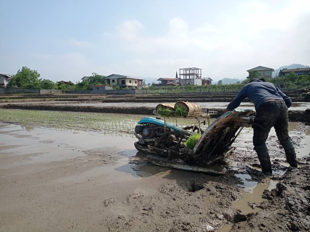 تصاویری از کاشت برنج ما به صورت سنتی در تالش