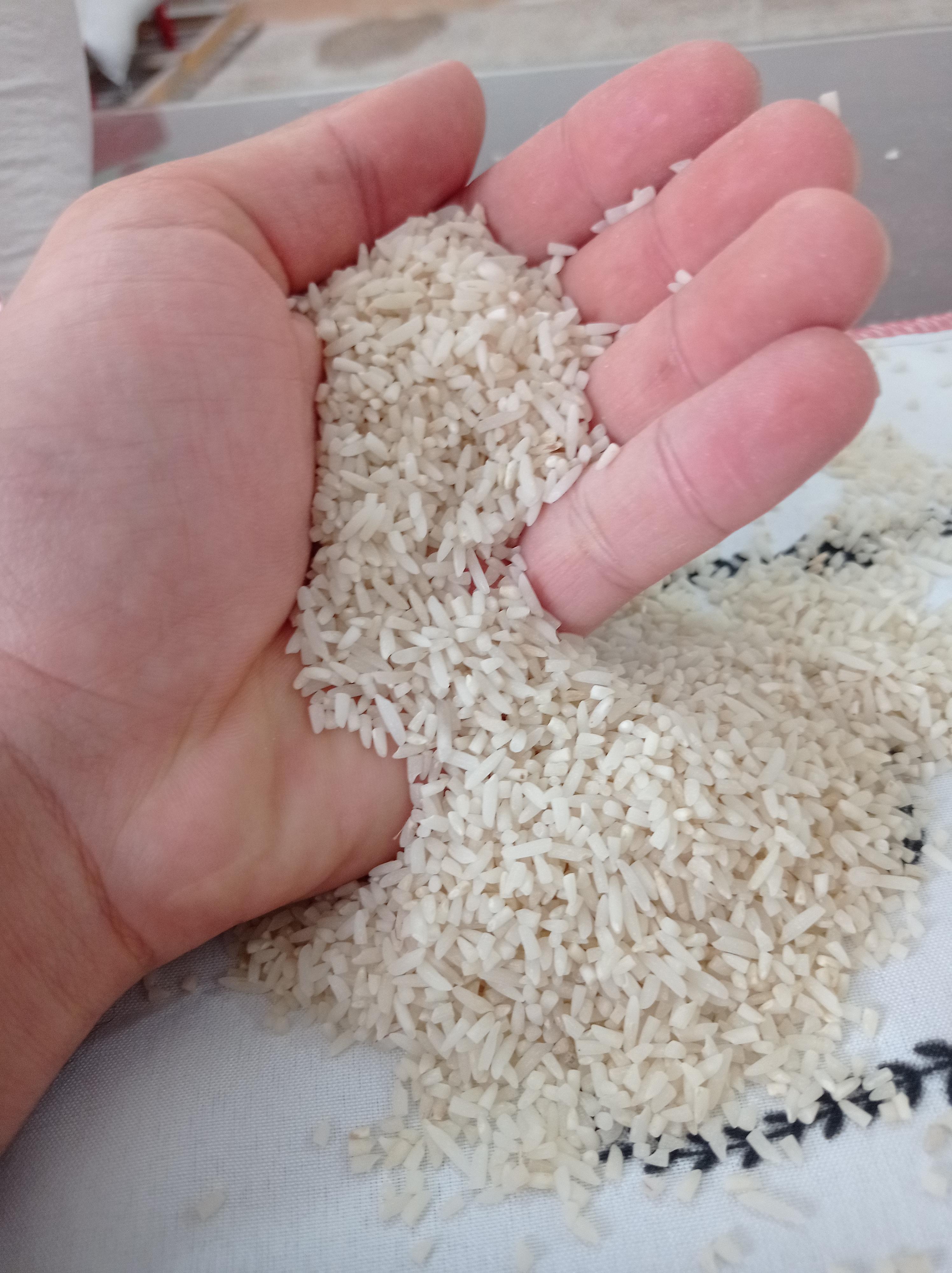 خرید برنج لاشه هاشمی گیلان -قیمت امروز